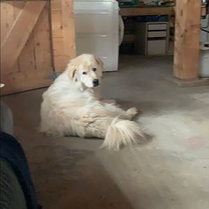 Meet your Posher, Sophie